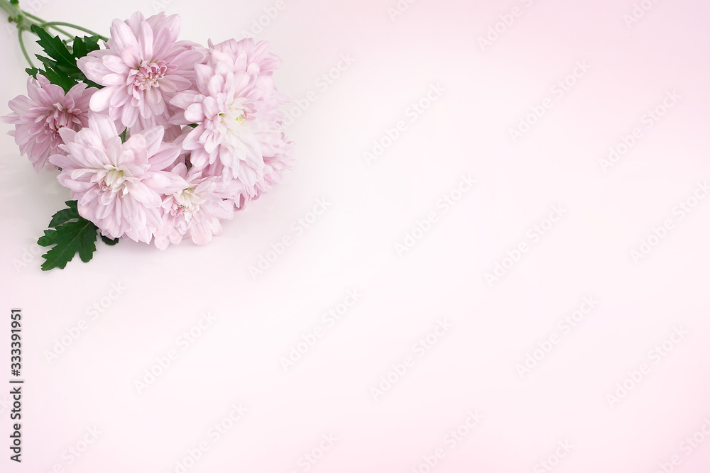 合成用背景　菊（ピンク）　生花　枝