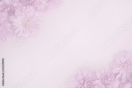 合成用背景　菊（ピンク）　生花　模様