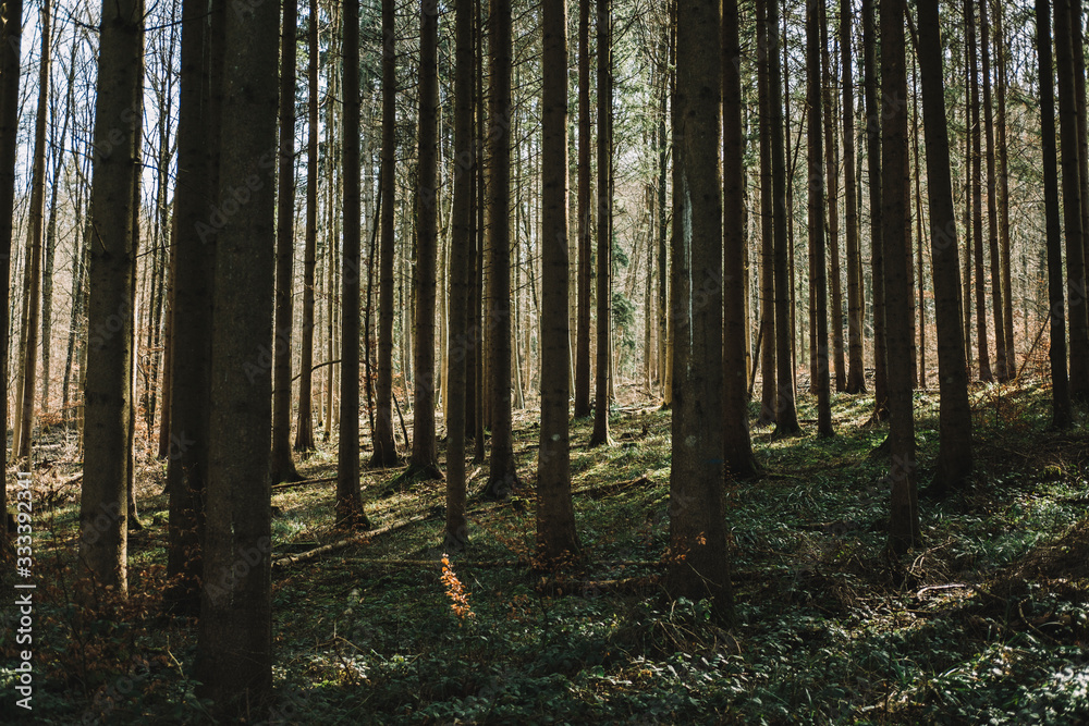 Pine forest background. Nature texture. Woods landscape. Schlieren, Zurich, Switzerland.