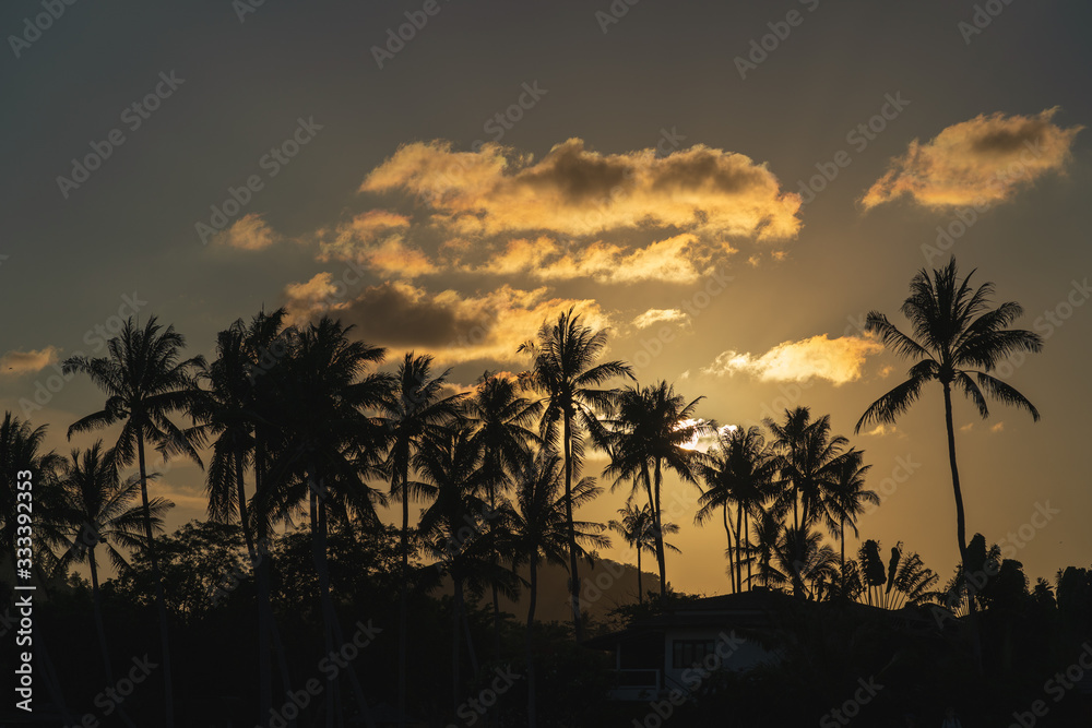 Silhoettes of a coconut tree on the beach at sunset 