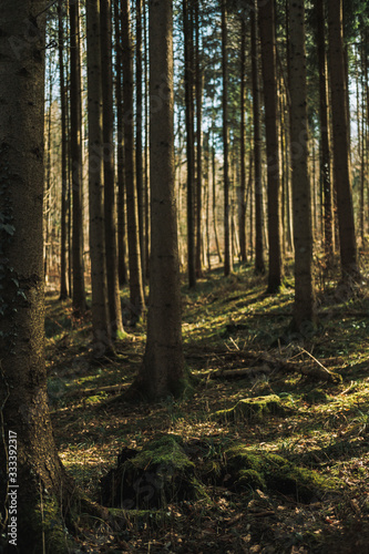 Pine forest background. Nature texture. Woods landscape. Schlieren  Zurich  Switzerland.