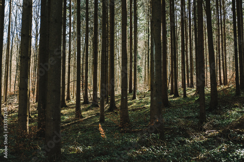 Pine forest background. Nature texture. Woods landscape. Schlieren, Zurich, Switzerland.