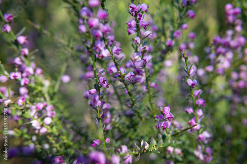 la fleur ce matin