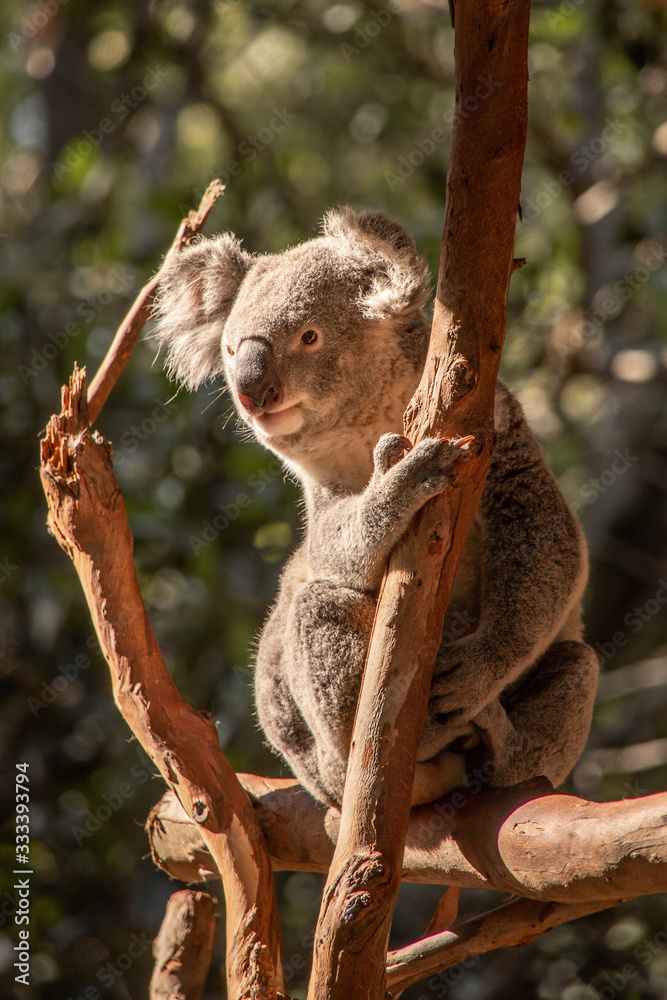 Fototapeta premium Koala Nahaufnahme