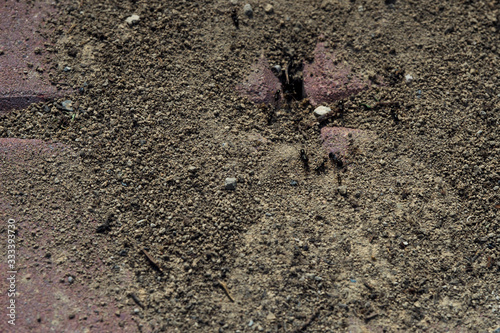 Termites. Anthill on paving slabs. Ant hill through the asphalt. Macro photo. Small details close up