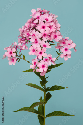 Inflorescence of pink phlox Isolated on a turquoise background.