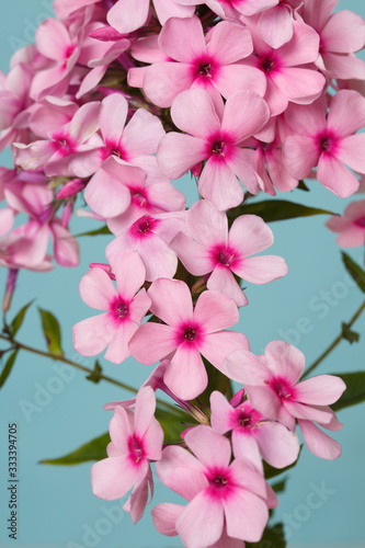 Fragment of an inflorescence of pink phlox isolated on a turquoise background.