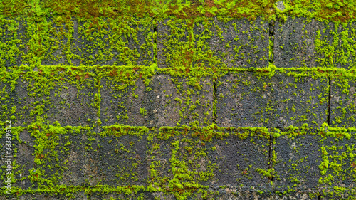 The old and wet walls covered with green moss.