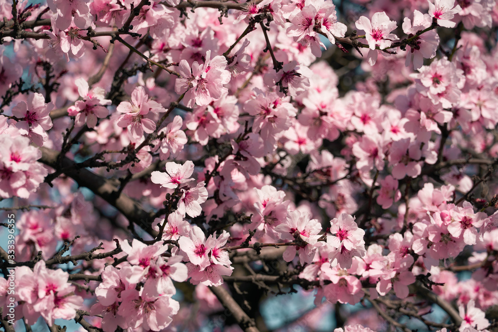 bright pink and white flowers on trees, blooming, spring landscape, beautiful background bright pink and white flowers on trees, blooming, spring landscape, beautiful background