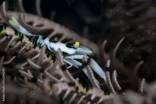 Crinoid Shrimp ( Laomenes sp.) Underwater macro photography from Tulamben, Bali,  Indonesia photo