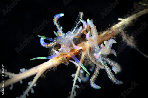 Nudibranch Phyllodesmium poindimiei. Underwater macro photography from Tulamben, Bali, Indonesia