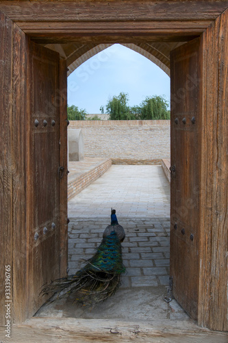 Peacock in Memorial complex (cemetery) of Chor-Bakr. Kalaya, outskirts of Bukhara, Uzbekistan, Central Asia. photo