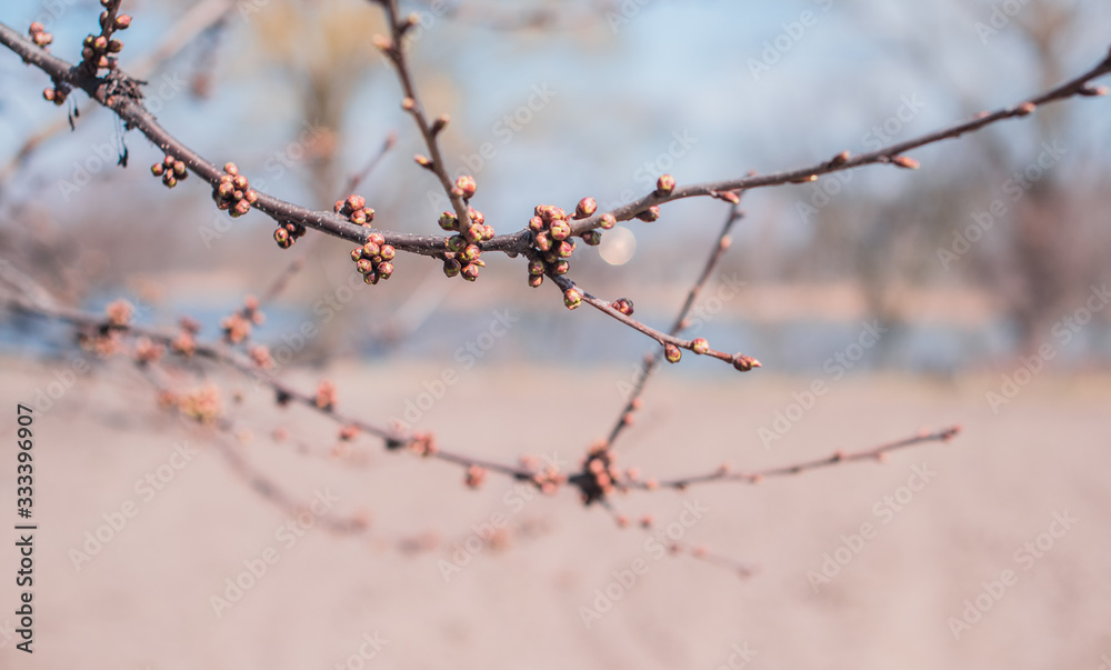 Early spring sweet cherry tree in garden. Gardening concept Early spring sweet cherry tree in garden. Gardening concept