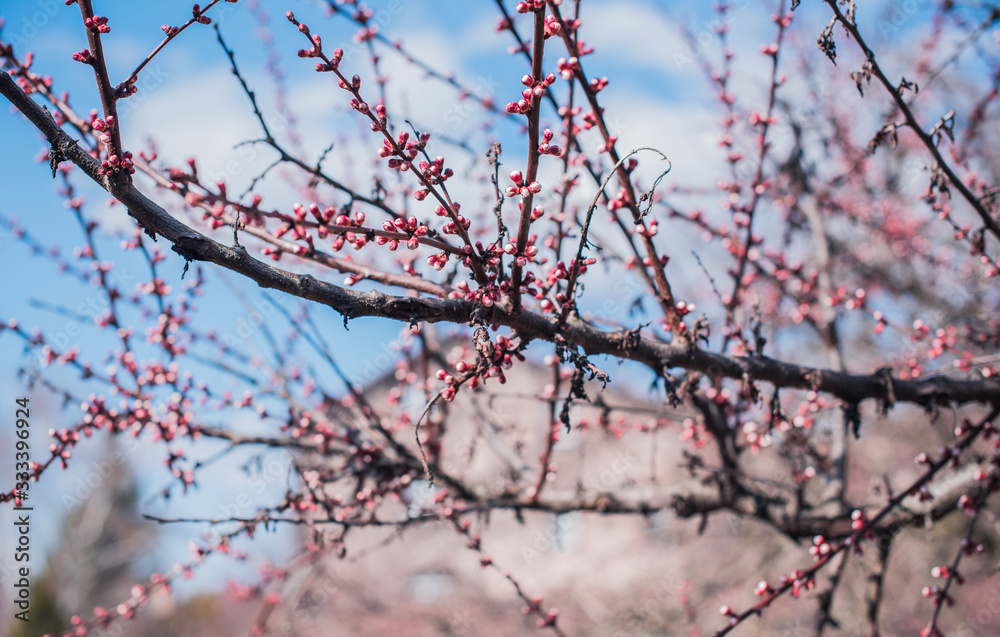 Early spring sweet cherry tree in garden. Gardening concept Early spring sweet cherry tree in garden. Gardening concept
