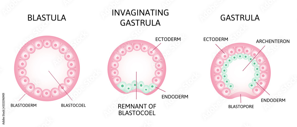 vettoriale-stock-the-process-of-gastrulation-remnant-of-blastocoel