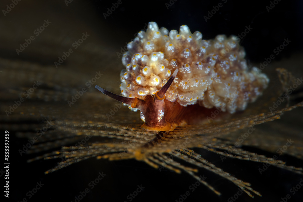 Nudibranch Doto sp. Underwater macro photography from Tulamben, Bali, Indonesia	