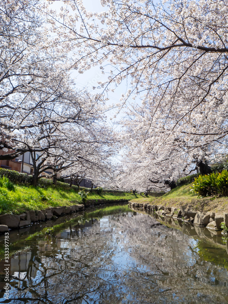 埼玉県元荒川沿いの満開の桜