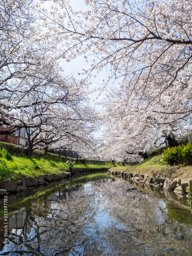 埼玉県元荒川沿いの満開の桜 埼玉県元荒川沿いの満開の桜