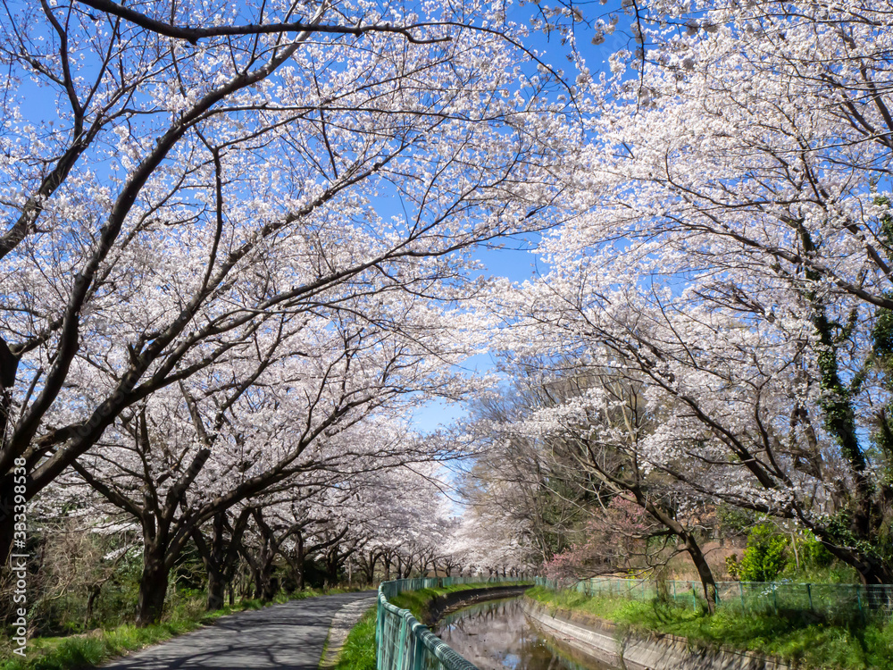 埼玉県見沼田んぼの満開のソメイヨシノの桜並木