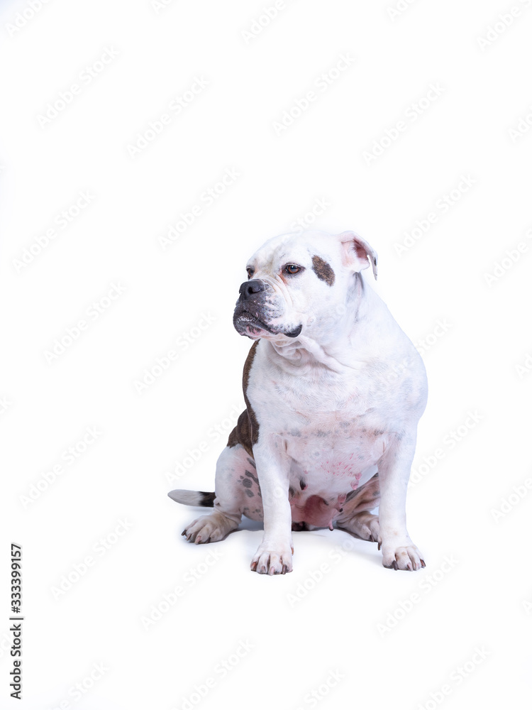 Portret of a large and beautiful, white brown old English bulldog breed dog looking to the left, on a white background, copy space