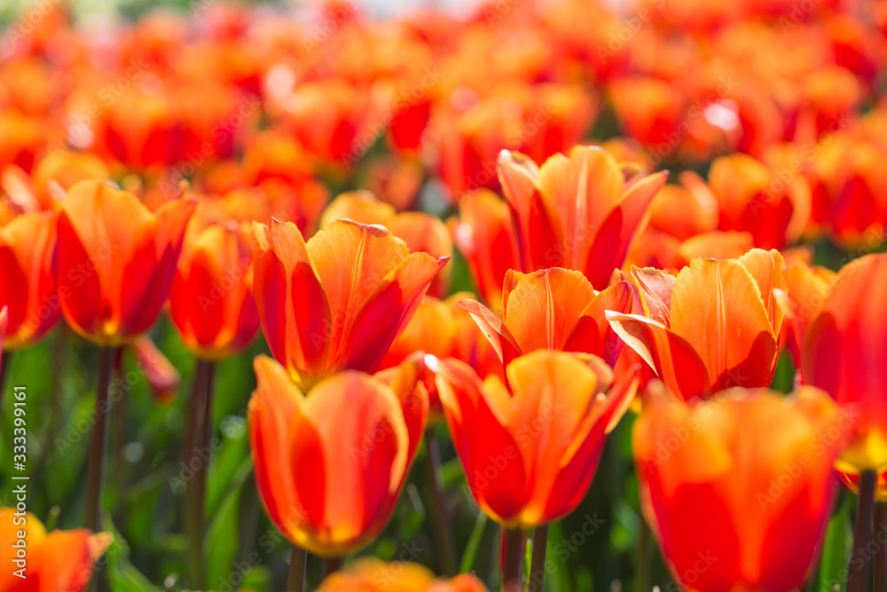 Closeup of red-orange tulips flowers with green leaves in the park outdoor. beautiful flowers in spring