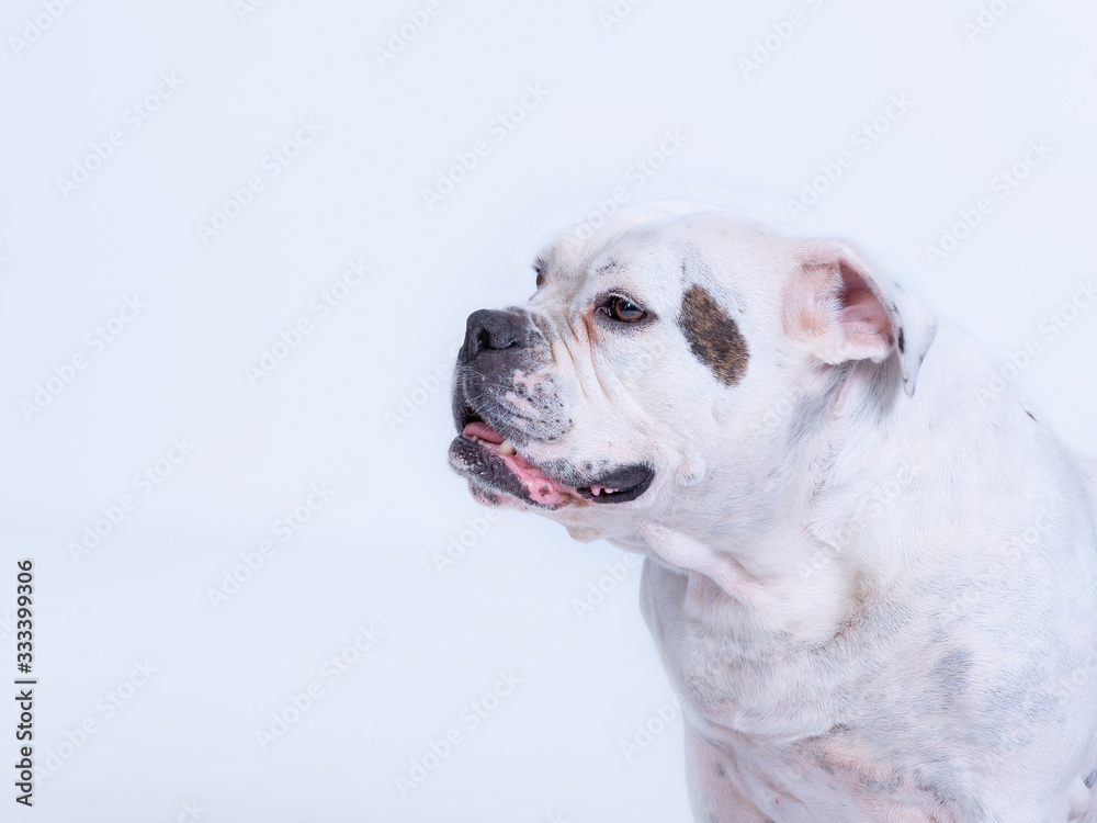 Head shot of a large and beautiful old English bulldog breed dog looking to the left. copy-space