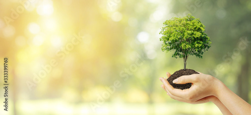 Ecology and Environmental Concept : Hand holding green plant tree growth thru brown soil with blurred green natural and bokeh light in background.