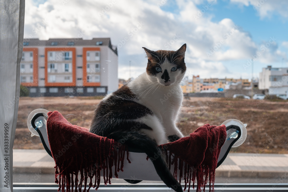 gato gordo de ojos azules sentado en una hamaca junto a la ventana, se gira  para mirar a la camara foto de Stock | Adobe Stock
