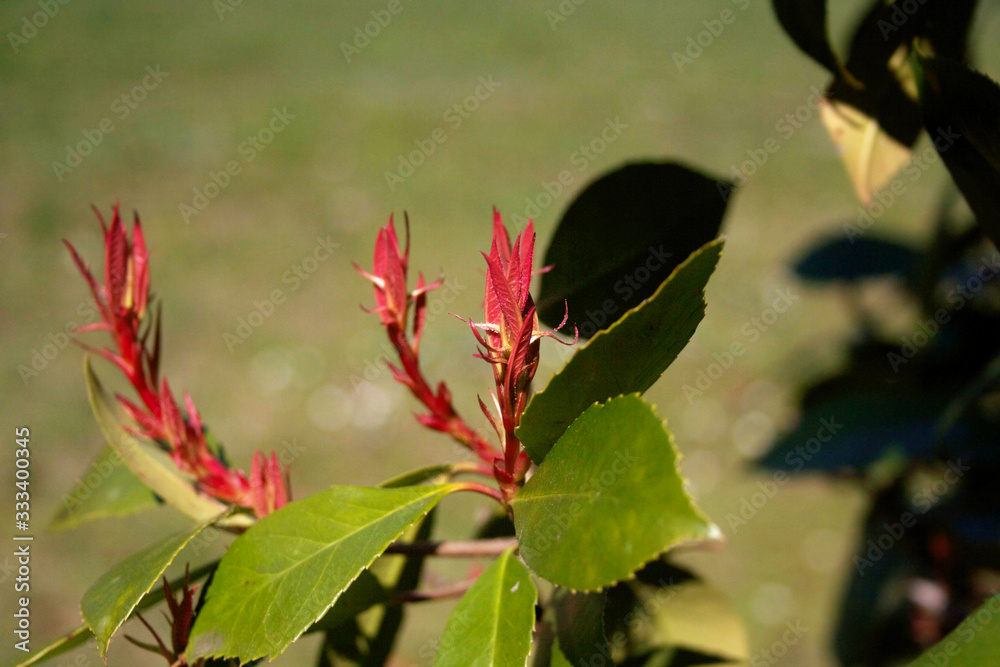 Red Robin Photinia hedge with new fresh red leaves growing on branches. Photinia x fraseri in the garden on springtime season Red Robin Photinia hedge with new fresh red leaves growing on branches. Photinia x fraseri in the garden on springtime season