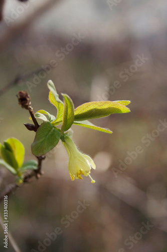 Lonicera Caerulea Kamtschatica branch with pale yellow flowers. Cultivated Blueberry bush on springtime