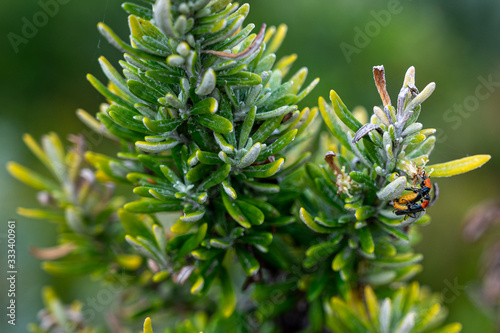 Mating tricolor soldier beetles,  Chauliognathus tricolor, on green shrub in Torquay, Australia photo