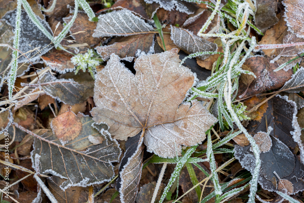Frozen leafs on the field with autumn color.