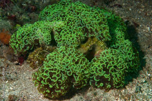 Hammer Coral (Fimbriaphyllia ancora) photo