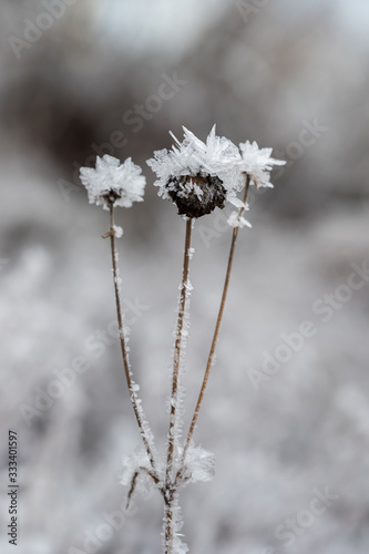 Ice crystals formed on a flower plant. © Arild