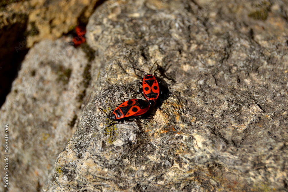 insect on rock insect on rock