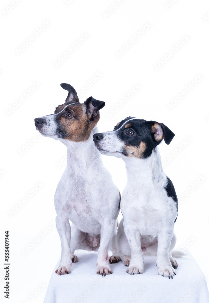 Two brown, black and white Jack Russell Terrier posing in a studio, in full length isolated on a white background, copy space Two brown, black and white Jack Russell Terrier posing in a studio, in full length isolated on a white background, copy space