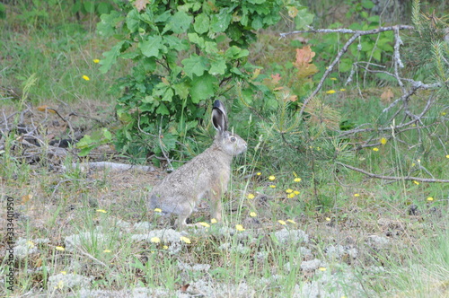 Fototapeta Naklejka Na Ścianę i Meble -  European hare (Lepus europaeus), also known as the brown hare and flowers