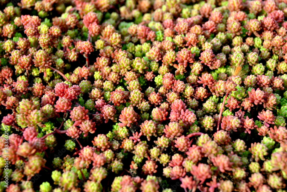 background of flowers background of flowers
