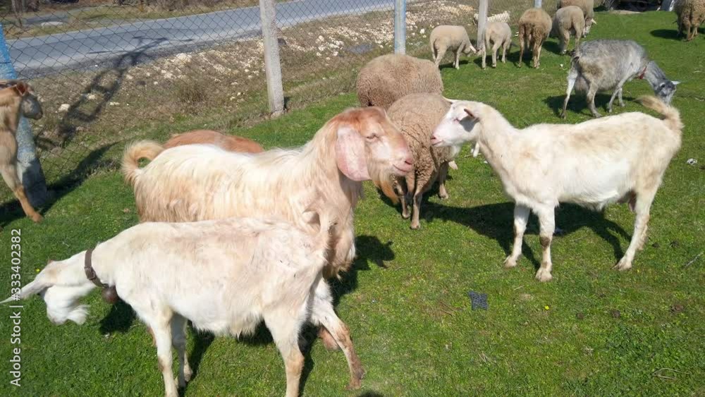 Sunny warm day, pasture, green grass. Beautiful, healthy, well-groomed, white, red, black, spotted goats, rams, sheep and young lambs graze in meadow. Farming, livestock concept. Sunny warm day, pasture, green grass. Beautiful, healthy, well-groomed, white, red, black, spotted goats, rams, sheep and young lambs graze in meadow. Farming, livestock concept.