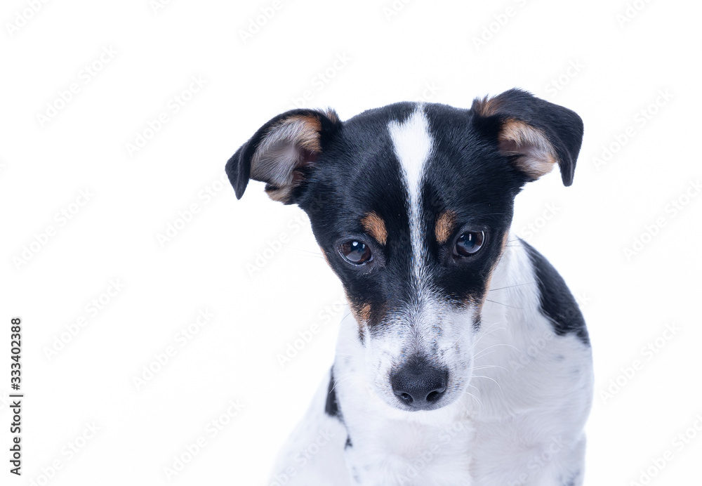 Brown, black and white Jack Russell Terrier posing in a studio, the dog looks straight into the camera, headshot, isolated on a white background, a lot of copy space Brown, black and white Jack Russell Terrier posing in a studio, the dog looks straight into the camera, headshot, isolated on a white background, a lot of copy space