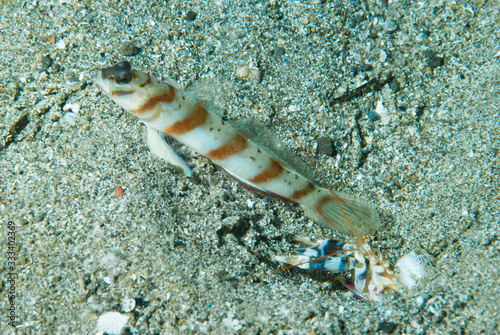 Diagonal Shrimp-Goby (Amblyeleotris diagonalis) Anilao Philippines photo