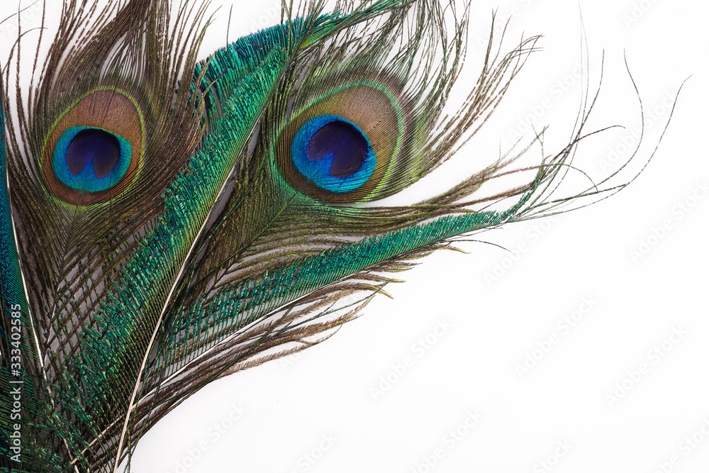 Obraz premium Peacock feather in royal style on white background. Tropical abstract background. Exotic bird.