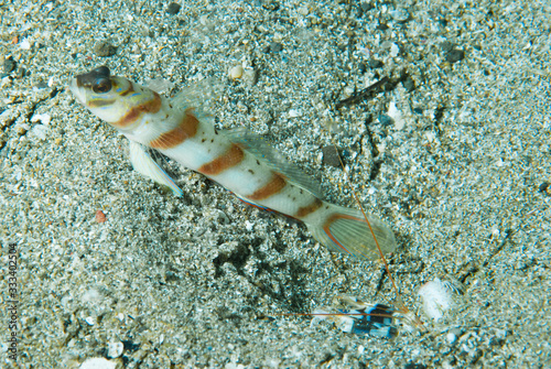 Diagonal Shrimp-Goby (Amblyeleotris diagonalis) Anilao Philippines photo