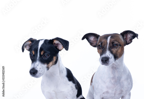 Two brown, black and white Jack Russell Terrier posing in a studio, headshot, isolated on a white background, copy space © Dasya - Dasya