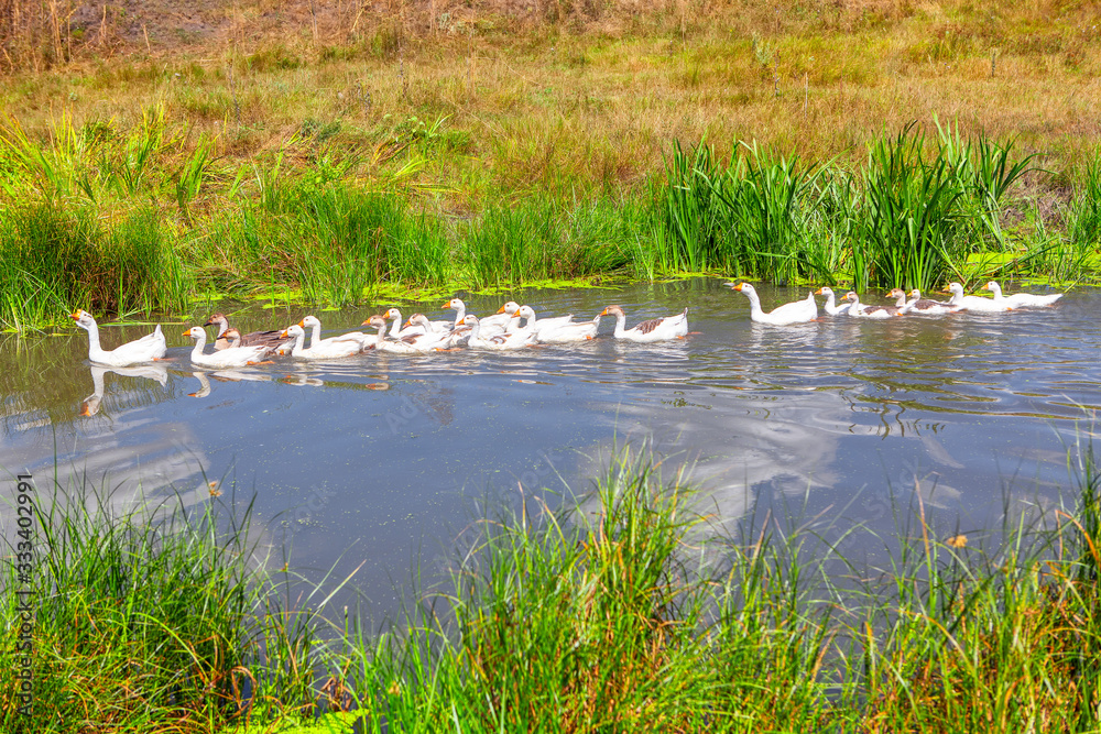 rural scenery with flock of domestic birds rural scenery with flock of domestic birds