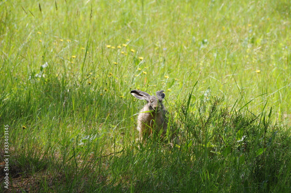 European hare (Lepus europaeus), also known as the brown hare and flowers European hare (Lepus europaeus), also known as the brown hare and flowers