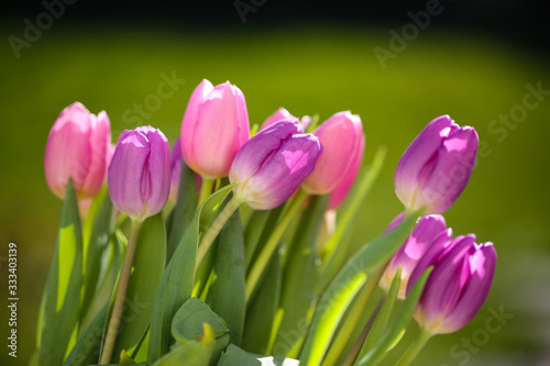Fototapeta Naklejka Na Ścianę i Meble -  a bouquet of tulips on a garden table