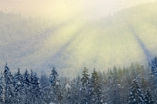 Mountain coniferous forest in winter, covered by snow and lit by the rays of the evening sun