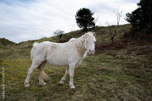 Welsh Pony, welsh Cob, pony, horse, oxwich bay, gower, wales, 