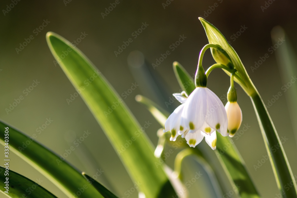 Bezaubernd blühende Frühlingsknotenblume (Leucojum vernum), auch Märzenbecher, Märzbecher, Märzglöckchen oder Großes Schneeglöckchen genannt, ist ein Frühlingsbote im heimischen Garten Bezaubernd blühende Frühlingsknotenblume (Leucojum vernum), auch Märzenbecher, Märzbecher, Märzglöckchen oder Großes Schneeglöckchen genannt, ist ein Frühlingsbote im heimischen Garten